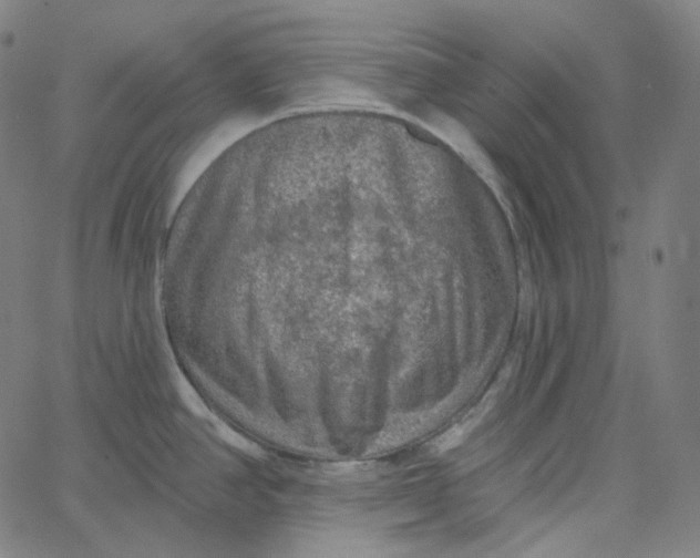 X0000065231390200603031702
