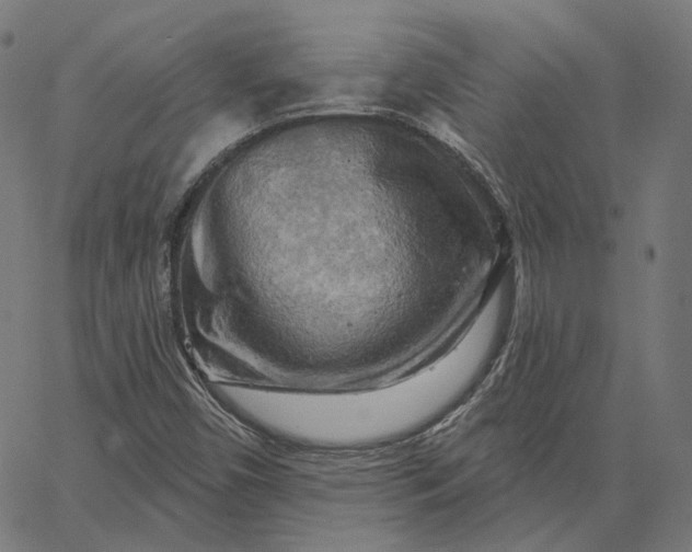 X0000065231450200603031701