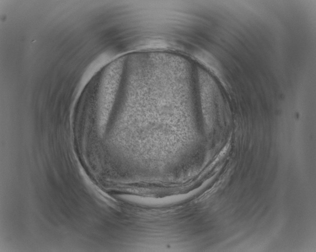 X0000065231475200603031701