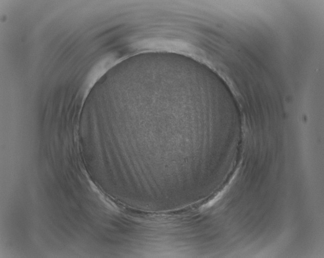 X0000065231529200603031700