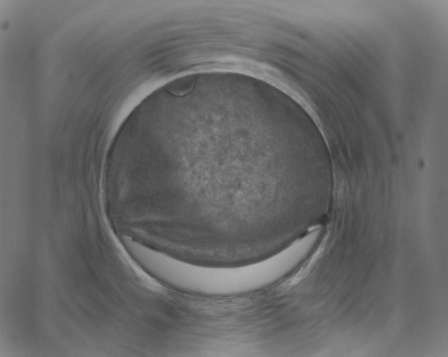 X0000065231533200603031700
