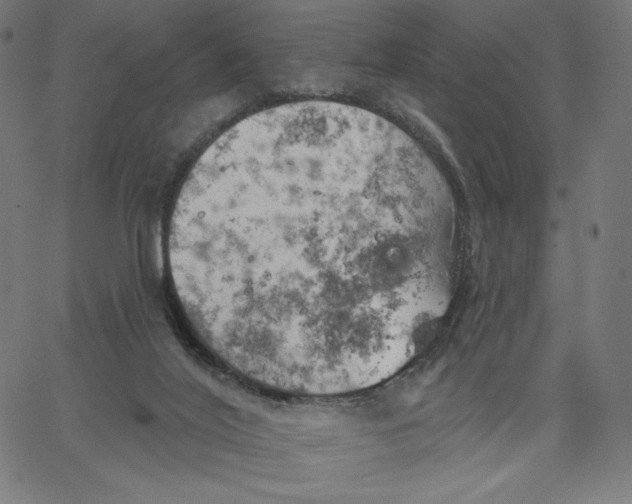 X0000065230020200603101606