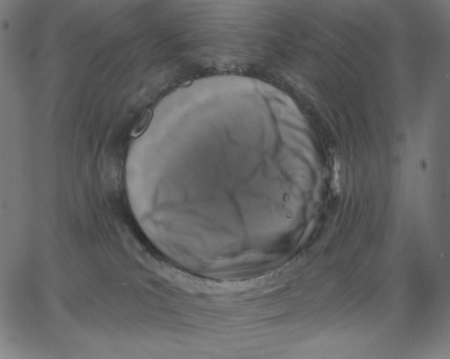 X0000065230039200603101605