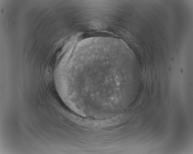 X0000065230043200603101605