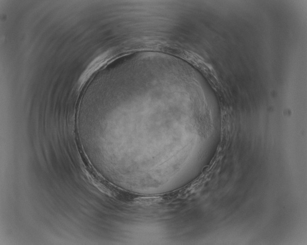 X0000065230051200603101604