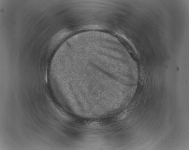 X0000065230062200603101605