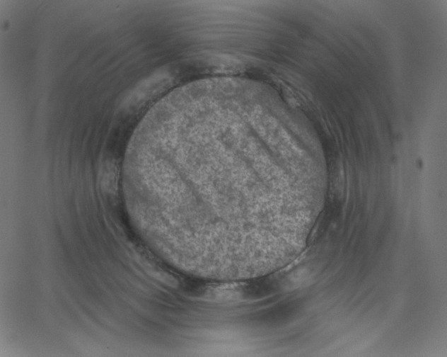 X0000065230078200603101605