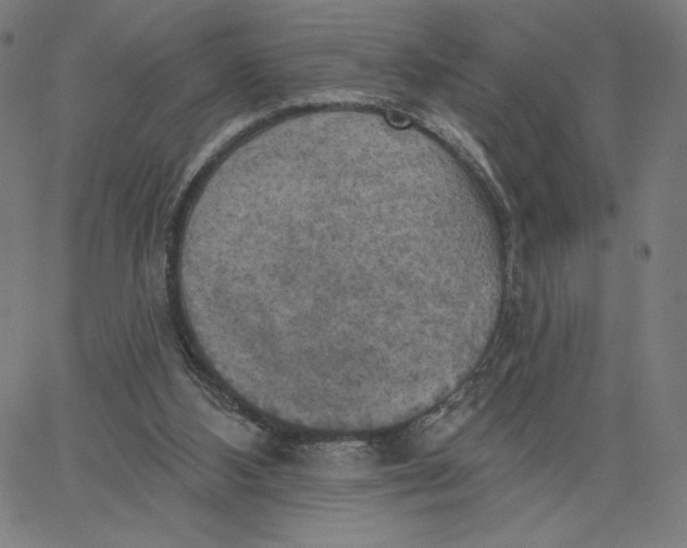 X0000065230108200603101604