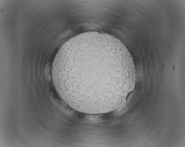 X0000065230187200603101603