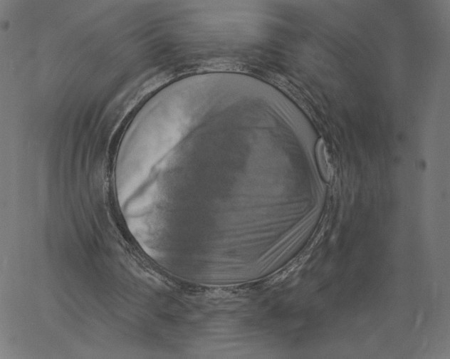 X0000065230290200603101601