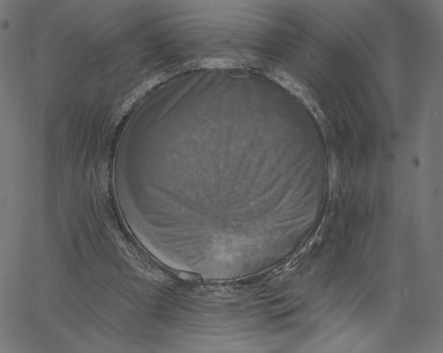 X0000065230297200603101601