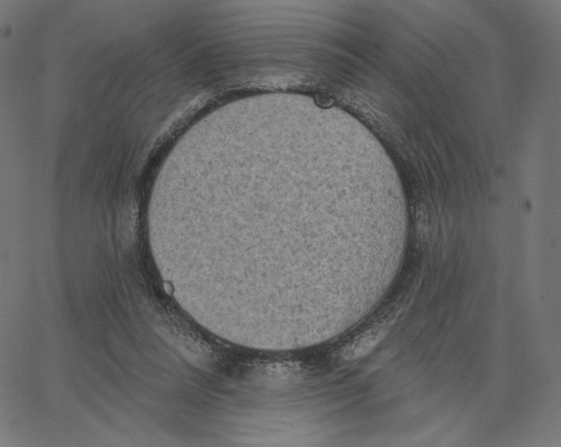 X0000065230304200603101601