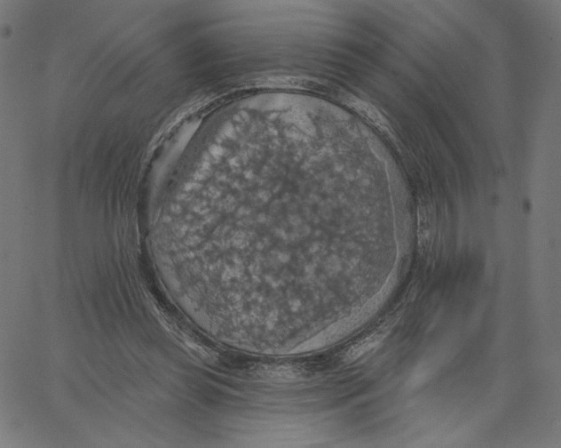X0000065230349200603101600