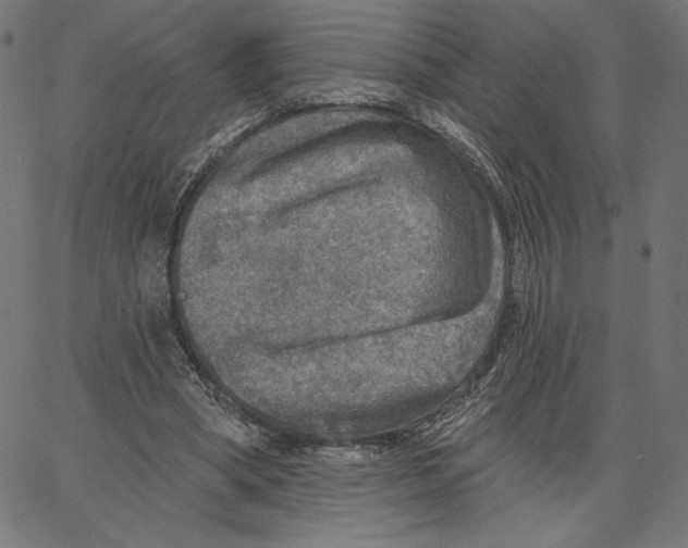 X0000065230394200603101559