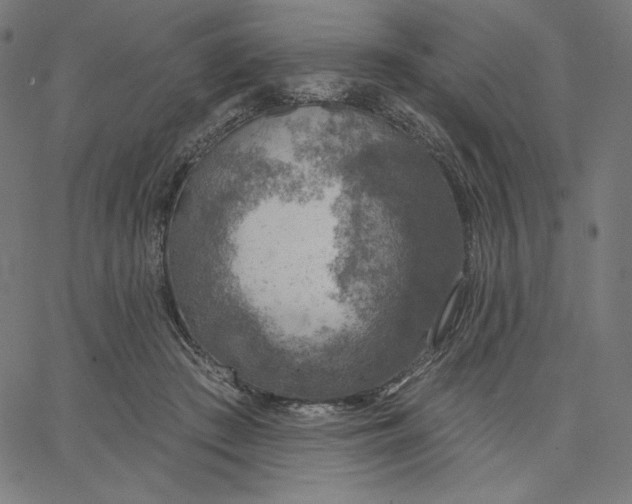 X0000065230409200603101559