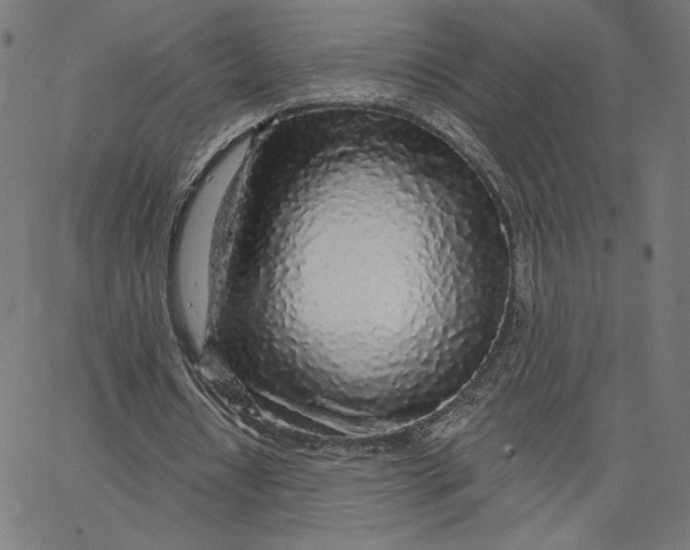 X0000065230434200603101558