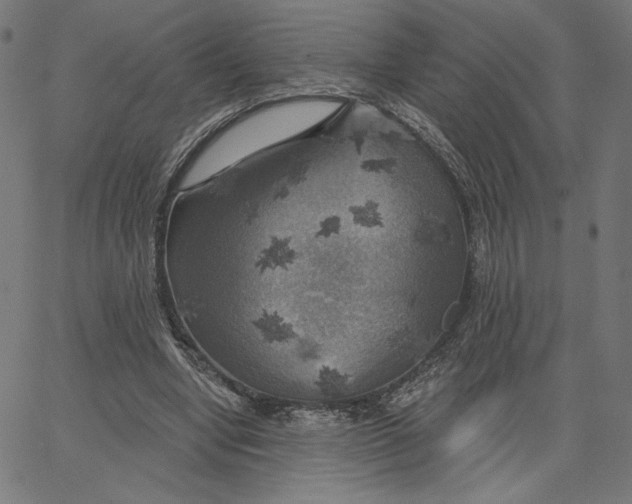 X0000065230442200603101558