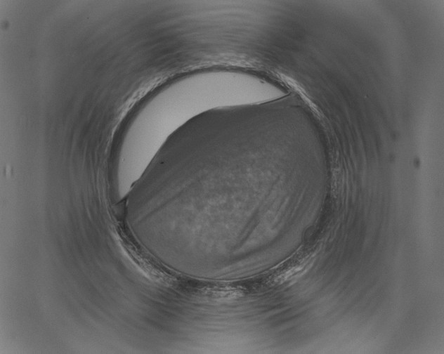 X0000065230443200603101558