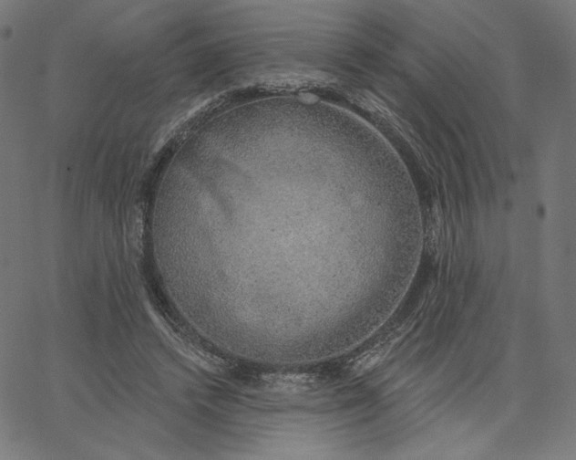 X0000065230448200603101558