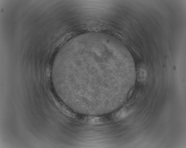 X0000065230472200603101559