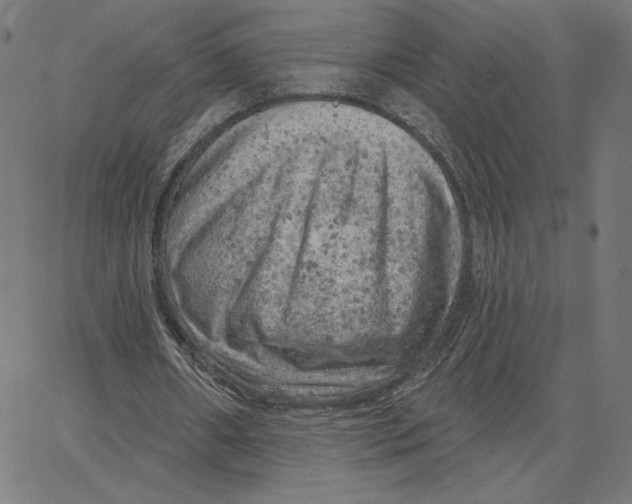 X0000065230482200603101558