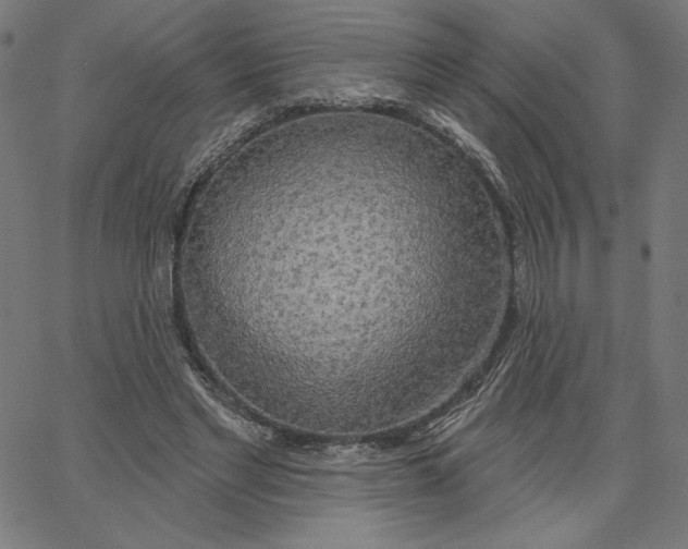 X0000065230493200603101558