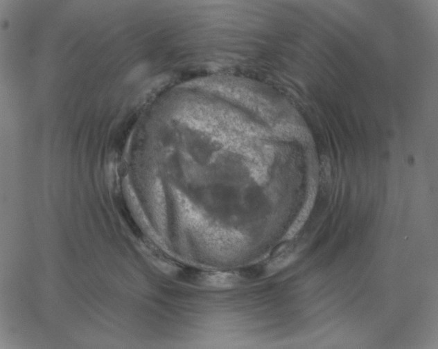 X0000065230527200603101557