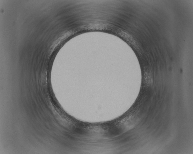 X0000065230534200603101557
