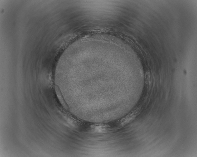 X0000065230564200603101557