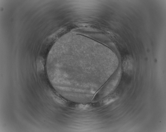 X0000065230570200603101557