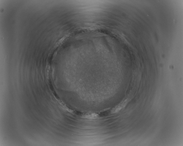 X0000065230576200603101557