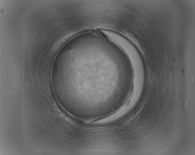 X0000065230577200603101556