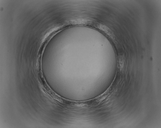 X0000065230583200603101556