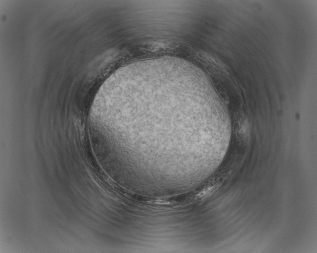 X0000065230607200603101556