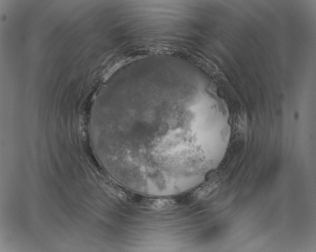 X0000065230663200603101556