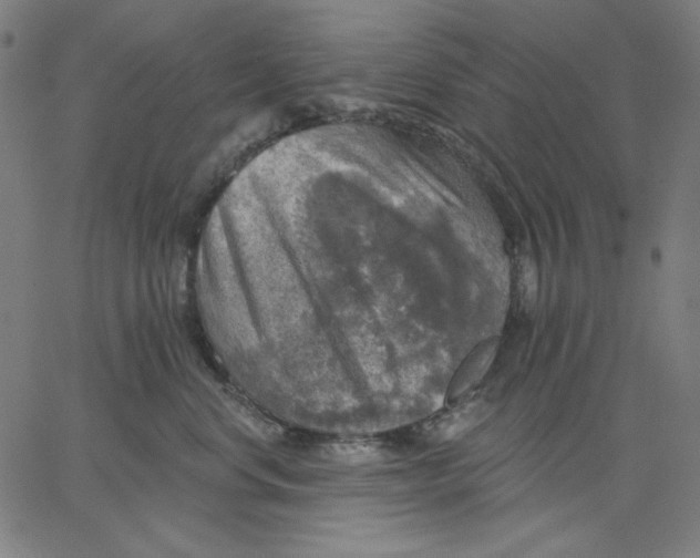 X0000065230668200603101556