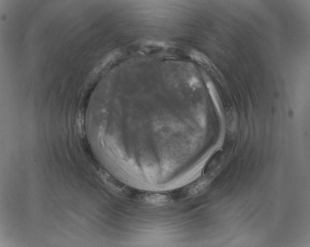 X0000065230669200603101556