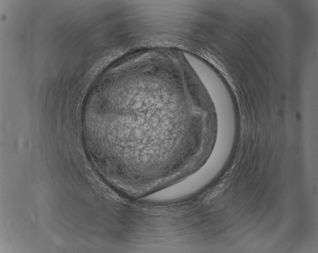 X0000065230673200603101555