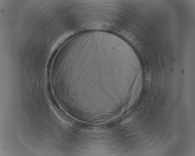 X0000065230678200603101555