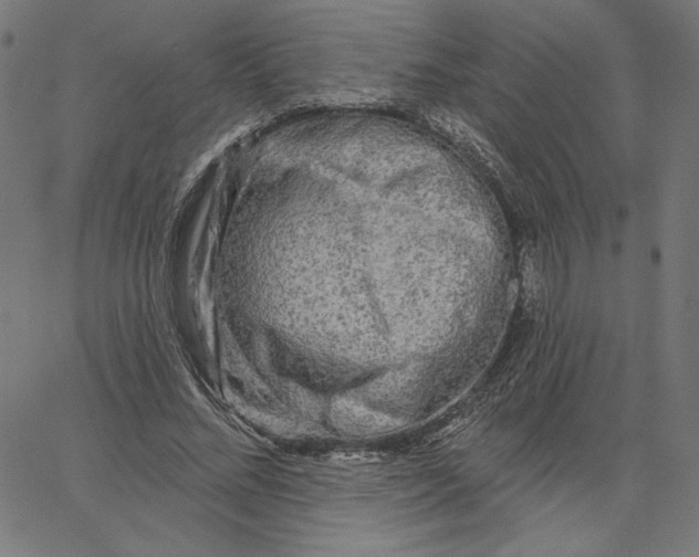 X0000065230684200603101555