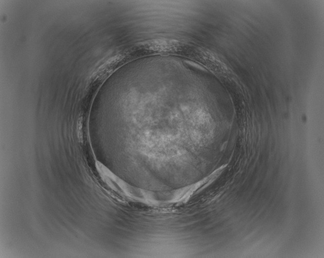 X0000065230696200603101555