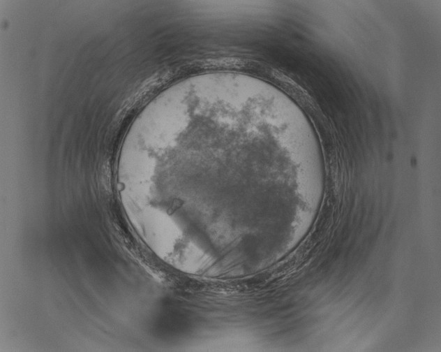 X0000065230729200603101553