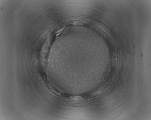 X0000065230748200603101554