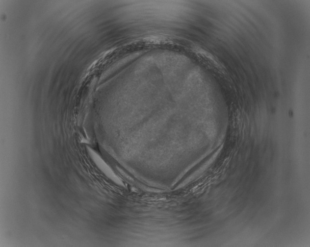 X0000065230776200603101553