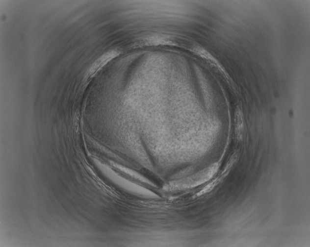 X0000065230785200603101553