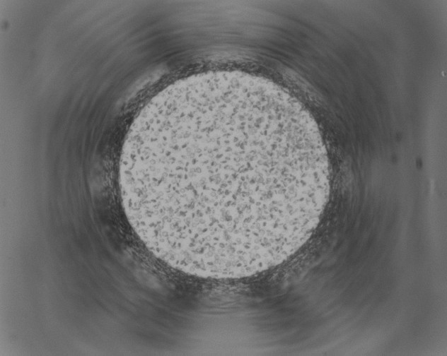 X0000065230824200603101552