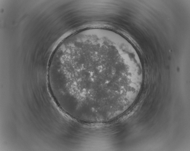 X0000065230853200603101552