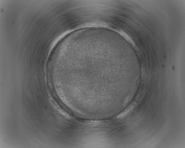 X0000065230854200603101552
