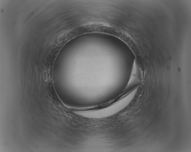 X0000065230965200603101550