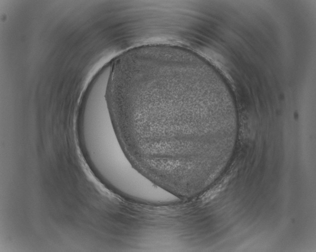 X0000065230991200603101550